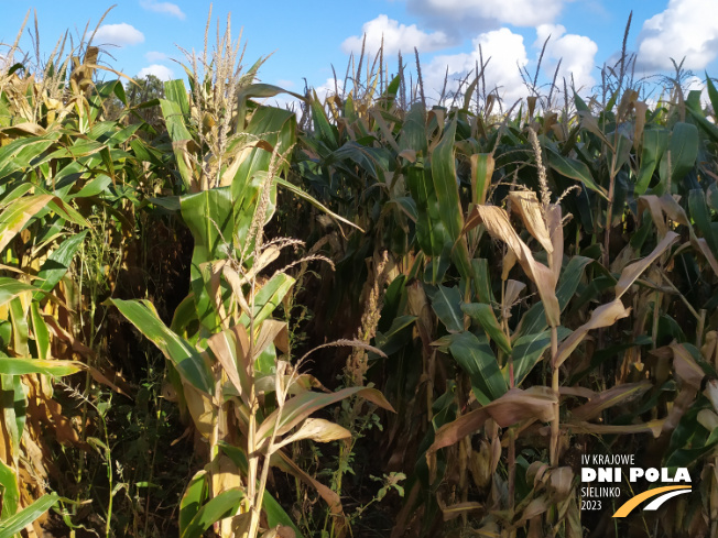 Zdjęcie 2. kukurydzy CEGRAND z OSEVA na polu demonstracyjnym w Sielinku 17.10.2023