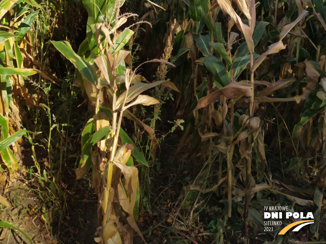 Zdjęcie 3. kukurydzy CEGRAND z OSEVA na polu demonstracyjnym w Sielinku 17.10.2023