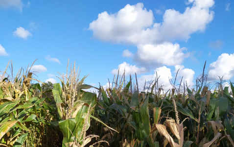 Zdjęcie kukurydzy CEGRAND z OSEVA na polu demonstracyjnym w Sielinku 17.10.2023