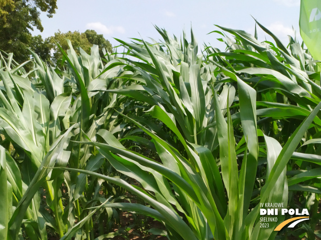 Zdjęcie 1. kukurydzy CELUKA z OSEVA na polu demonstracyjnym w Sielinku 04.07.2023