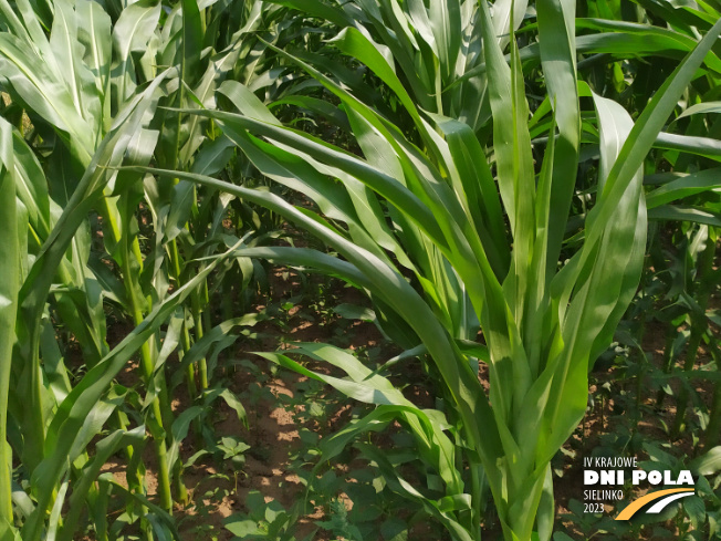 Zdjęcie 2. kukurydzy CELUKA z OSEVA na polu demonstracyjnym w Sielinku 04.07.2023