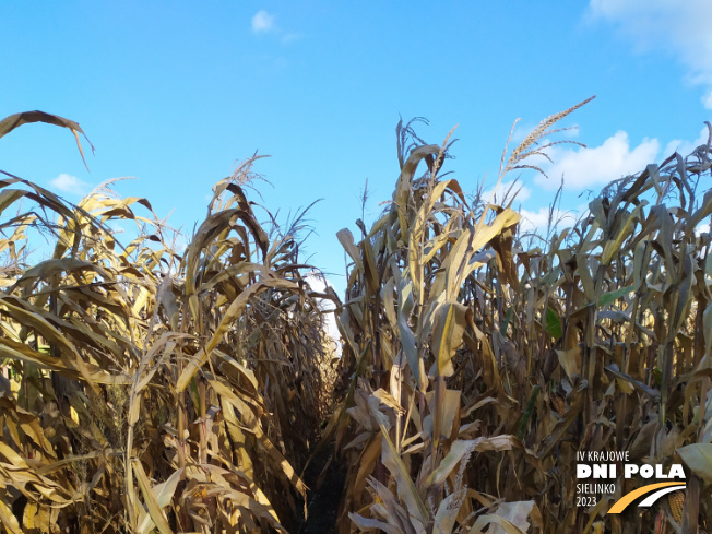 Zdjęcie 1. kukurydzy Celuka z OSEVA na polu demonstracyjnym w Sielinku 17.10.2023