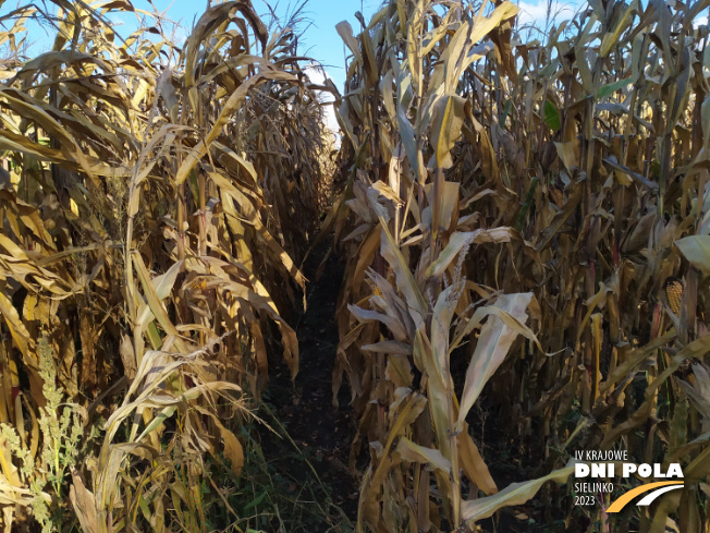Zdjęcie 2. kukurydzy Celuka z OSEVA na polu demonstracyjnym w Sielinku 17.10.2023