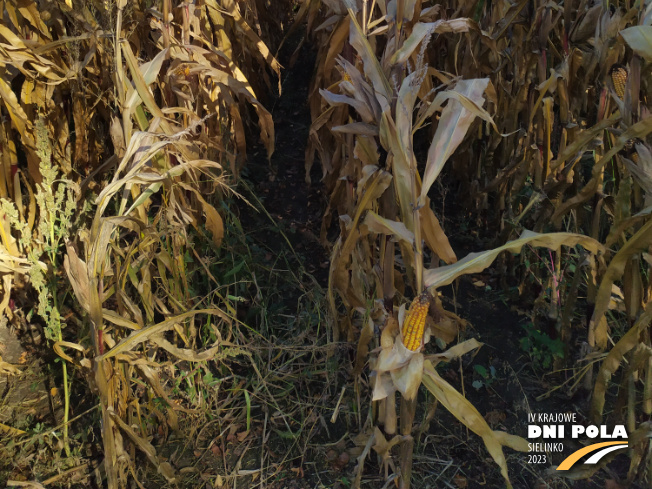Zdjęcie 3. kukurydzy Celuka z OSEVA na polu demonstracyjnym w Sielinku 17.10.2023