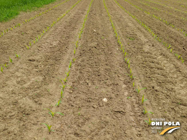 Zdjęcie 1. kukurydzy CELUKA z OSEVA na polu demonstracyjnym w Sielinku 19.05.2023