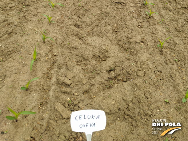 Zdjęcie 3. kukurydzy CELUKA z OSEVA na polu demonstracyjnym w Sielinku 19.05.2023