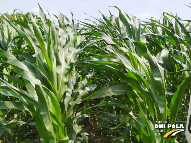 Zdjęcie 1. kukurydzy OP KANDIA z OSEVA na polu demonstracyjnym w Sielinku 04.07.2023