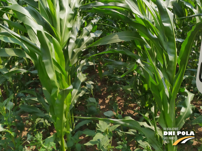 Zdjęcie 2. kukurydzy OP KANDIA z OSEVA na polu demonstracyjnym w Sielinku 04.07.2023
