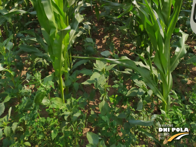 Zdjęcie 3. kukurydzy OP KANDIA z OSEVA na polu demonstracyjnym w Sielinku 04.07.2023