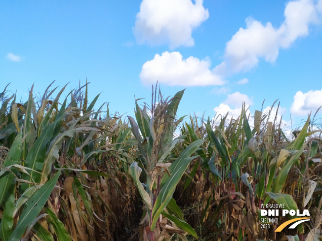 Zdjęcie 1. kukurydzy OP KANDIA z OSEVA na polu demonstracyjnym w Sielinku 17.10.2023