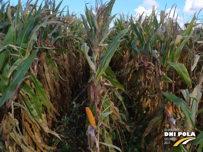 Zdjęcie 2. kukurydzy OP KANDIA z OSEVA na polu demonstracyjnym w Sielinku 17.10.2023
