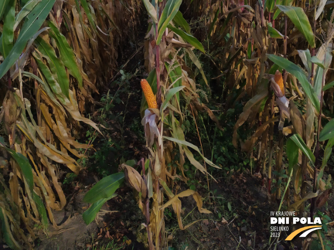 Zdjęcie 3. kukurydzy OP KANDIA z OSEVA na polu demonstracyjnym w Sielinku 17.10.2023