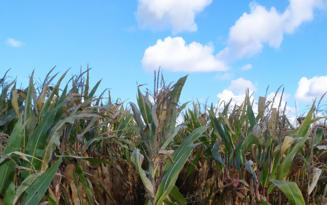 Zdjęcie kukurydzy OP KANDIA z OSEVA na polu demonstracyjnym w Sielinku 17.10.2023
