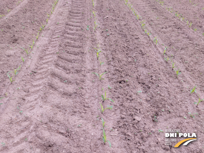 Zdjęcie 1. kukurydzy OP KANDIA z OSEVA na polu demonstracyjnym w Sielinku 19.05.2023