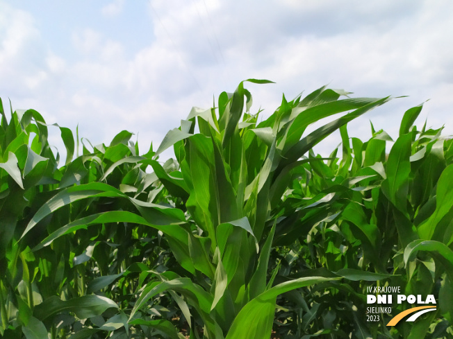 Zdjęcie 1. kukurydzy P8904 z PIONEER na polu demonstracyjnym w Sielinku 04.07.2023