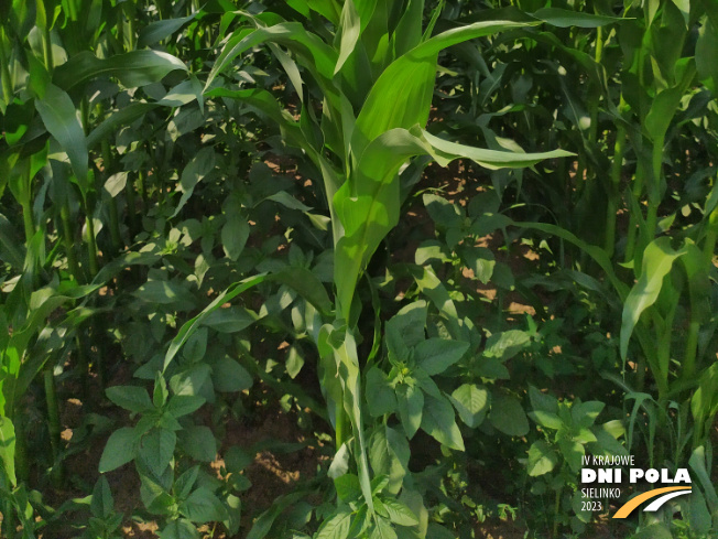 Zdjęcie 3. kukurydzy P8904 z PIONEER na polu demonstracyjnym w Sielinku 04.07.2023