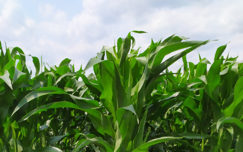 Zdjęcie kukurydzy P8904 z PIONEER na polu demonstracyjnym w Sielinku 04.07.2023