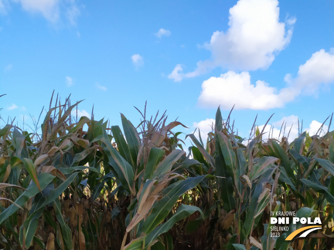 Zdjęcie 1. kukurydzy P8904 z PIONEER na polu demonstracyjnym w Sielinku 17.10.2023