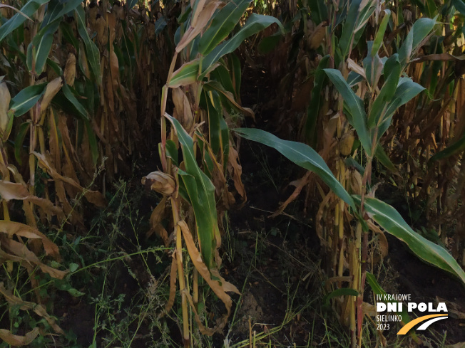 Zdjęcie 3. kukurydzy P8904 z PIONEER na polu demonstracyjnym w Sielinku 17.10.2023