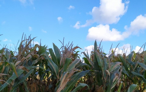 Zdjęcie kukurydzy P8904 z PIONEER na polu demonstracyjnym w Sielinku 17.10.2023