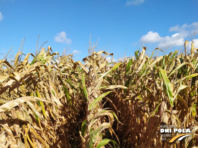 Zdjęcie 1. kukurydzy P8754 z PIONEER na polu demonstracyjnym w Sielinku 17.10.2023