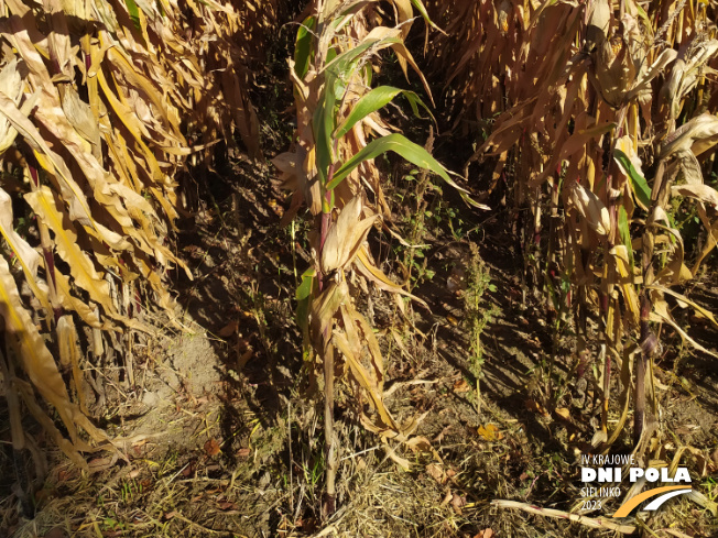 Zdjęcie 3. kukurydzy SM WAWEL z Hodowli Roślin SMOLICE na polu demonstracyjnym w Sielinku 17.10.2023