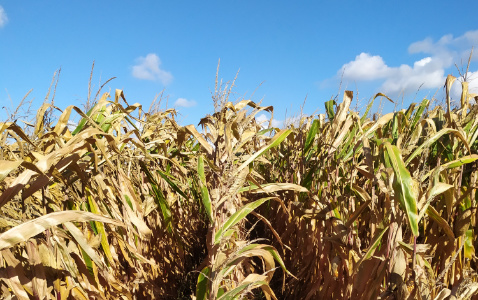 Zdjęcie kukurydzy P8754 z PIONEER na polu demonstracyjnym w Sielinku 17.10.2023