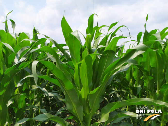 Zdjęcie 1. kukurydzy P9610 z PIONEER na polu demonstracyjnym w Sielinku 04.07.2023