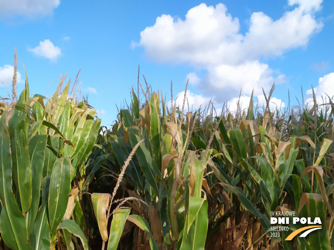 Zdjęcie 1. kukurydzy P9610 z PIONEER na polu demonstracyjnym w Sielinku 17.10.2023