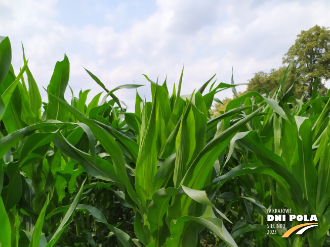 Zdjęcie 1. kukurydzy AKTORO z SAATBAU na polu demonstracyjnym w Sielinku 04.07.2023