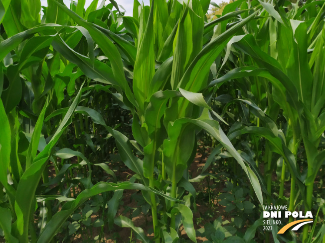 Zdjęcie 2. kukurydzy AKTORO z SAATBAU na polu demonstracyjnym w Sielinku 04.07.2023