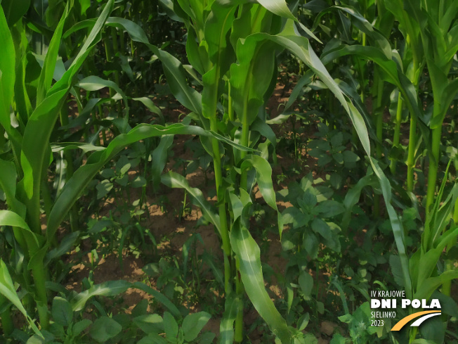 Zdjęcie 3. kukurydzy AKTORO z SAATBAU na polu demonstracyjnym w Sielinku 04.07.2023