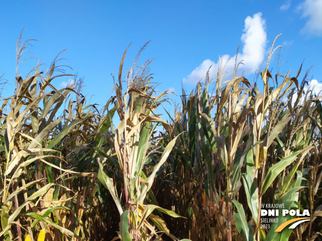 Zdjęcie 1. kukurydzy AKTORO z SAATBAU na polu demonstracyjnym w Sielinku 17.10.2023
