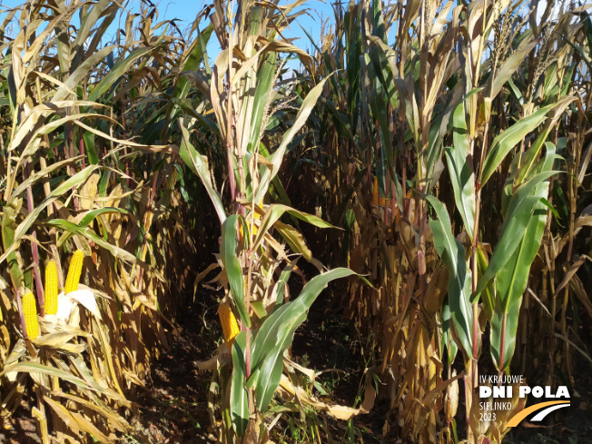 Zdjęcie 2. kukurydzy AKTORO z SAATBAU na polu demonstracyjnym w Sielinku 17.10.2023