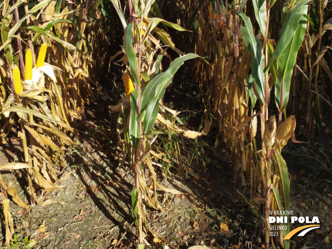 Zdjęcie 3. kukurydzy AKTORO z SAATBAU na polu demonstracyjnym w Sielinku 17.10.2023