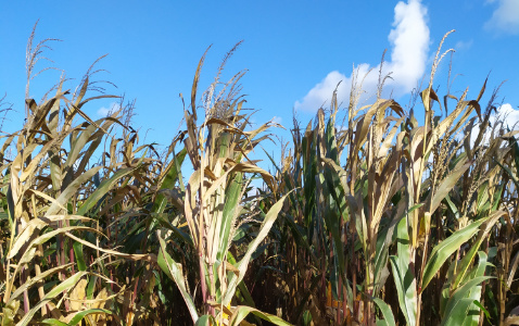 Zdjęcie kukurydzy AKTORO z SAATBAU na polu demonstracyjnym w Sielinku 17.10.2023