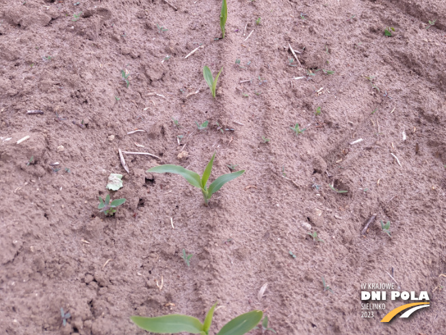 Zdjęcie 3. kukurydzy Aktoro z SAATBAU na polu demonstracyjnym w Sielinku 19.05.2023