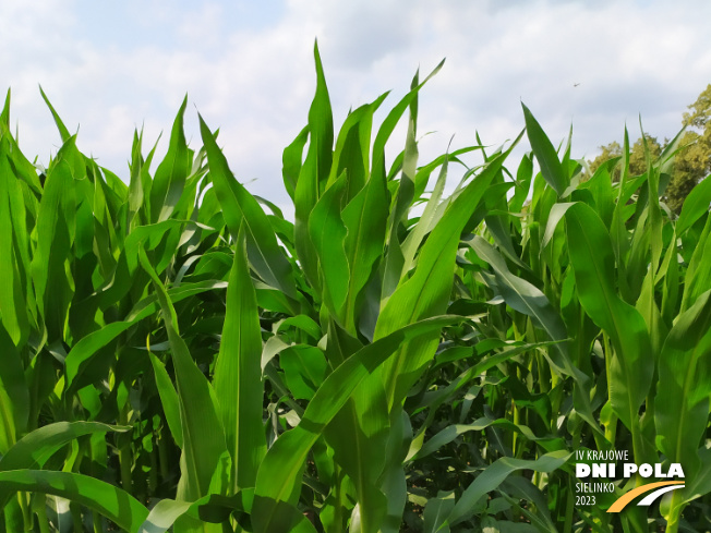 Zdjęcie 1. kukurydzy CASANDRO z SAATBAU na polu demonstracyjnym w Sielinku 04.07.2023