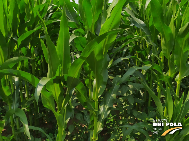 Zdjęcie 2. kukurydzy CASANDRO z SAATBAU na polu demonstracyjnym w Sielinku 04.07.2023