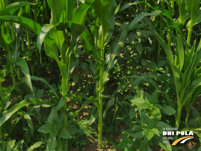 Zdjęcie 3. kukurydzy CASANDRO z SAATBAU na polu demonstracyjnym w Sielinku 04.07.2023