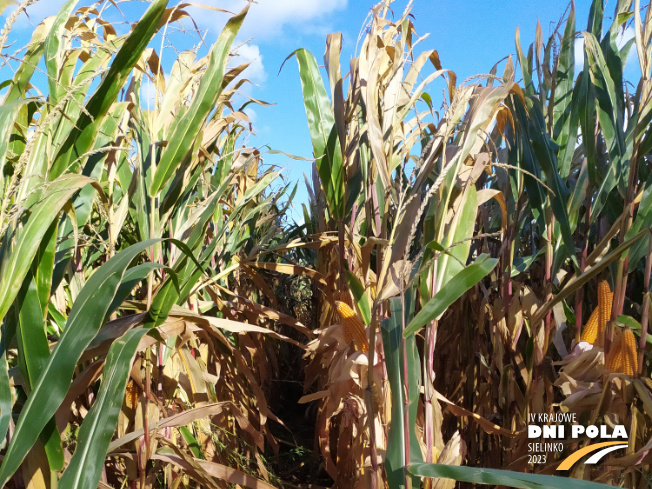 Zdjęcie 1. kukurydzy CASANDRO z SAATBAU na polu demonstracyjnym w Sielinku 17.10.2023