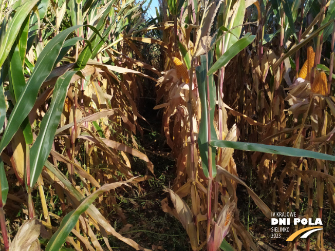 Zdjęcie 2. kukurydzy CASANDRO z SAATBAU na polu demonstracyjnym w Sielinku 17.10.2023