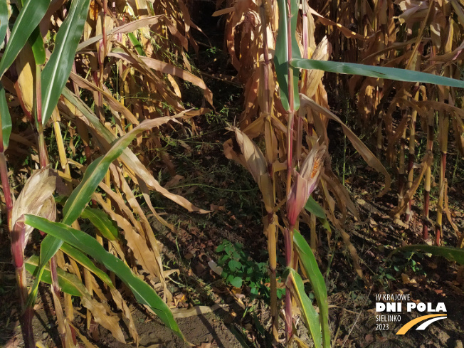 Zdjęcie 3. kukurydzy CASANDRO z SAATBAU na polu demonstracyjnym w Sielinku 17.10.2023