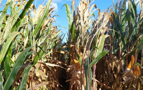 Zdjęcie kukurydzy CASANDRO z SAATBAU na polu demonstracyjnym w Sielinku 17.10.2023