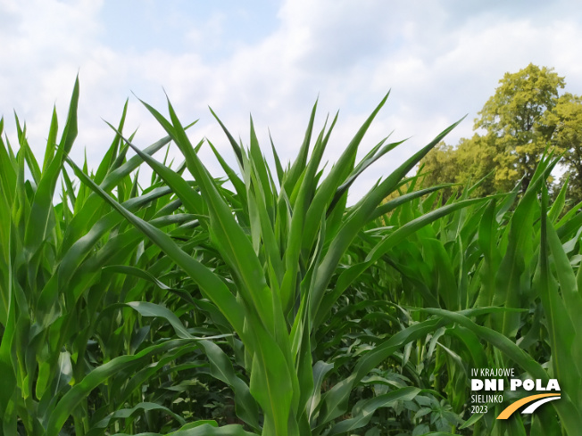 Zdjęcie 1. kukurydzy CHARLOTTA z AGROCHEST na polu demonstracyjnym w Sielinku 04.07.2023