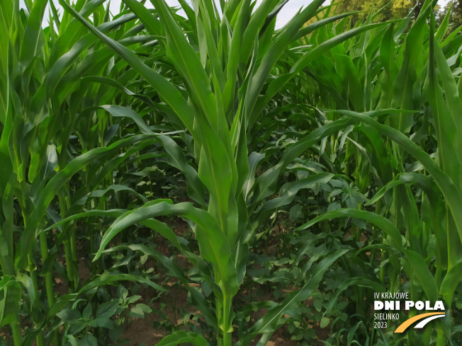Zdjęcie 2. kukurydzy CHARLOTTA z AGROCHEST na polu demonstracyjnym w Sielinku 04.07.2023