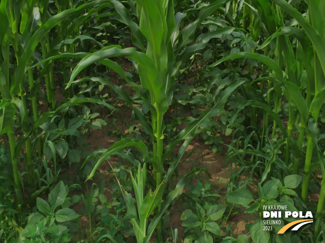 Zdjęcie 3. kukurydzy CHARLOTTA z AGROCHEST na polu demonstracyjnym w Sielinku 04.07.2023
