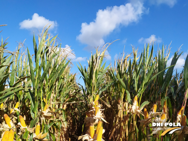 Zdjęcie 1. kukurydzy CHARLOTTA z AGROCHEST na polu demonstracyjnym w Sielinku 17.10.2023