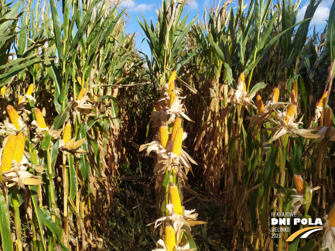 Zdjęcie 2. kukurydzy CHARLOTTA z AGROCHEST na polu demonstracyjnym w Sielinku 17.10.2023