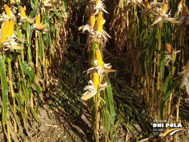 Zdjęcie 3. kukurydzy CHARLOTTA z AGROCHEST na polu demonstracyjnym w Sielinku 17.10.2023